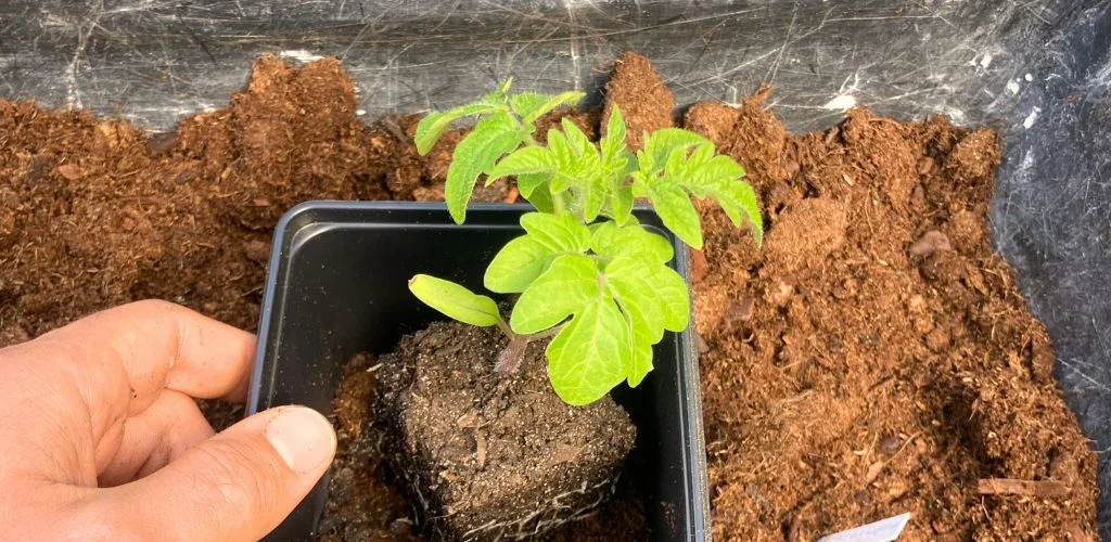 When and How to Repot Your Tomato Plants