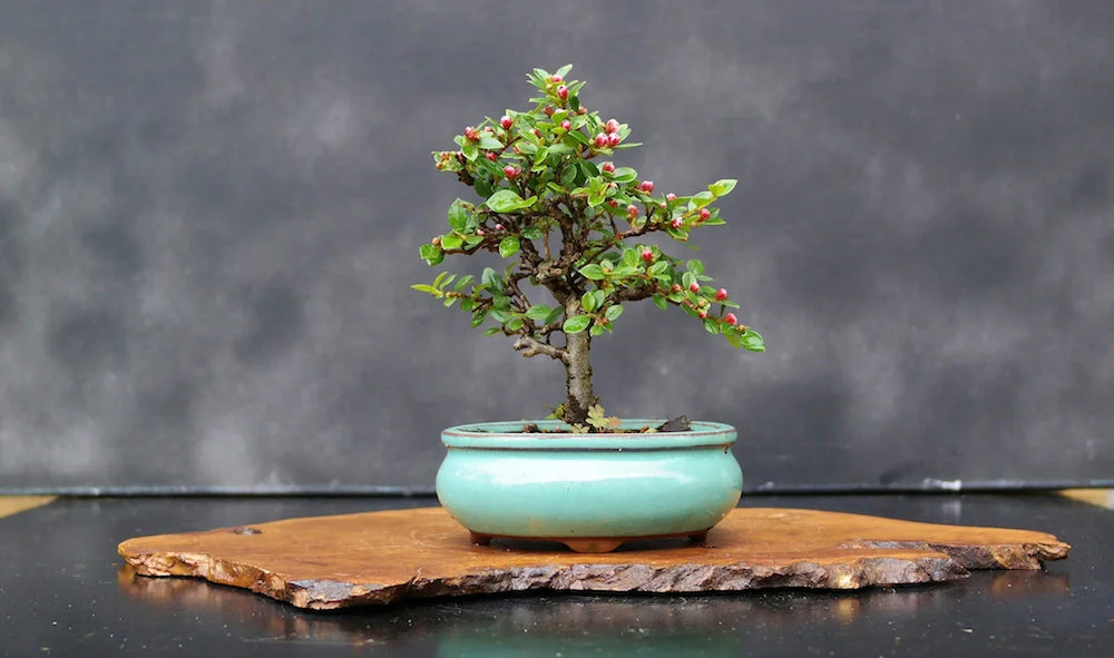 Bonsai Cotoneaster: A Comprehensive Care Guide