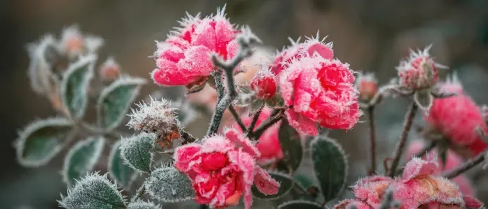 Winter Blooms: Flowers That Brighten Gardens and Interiors