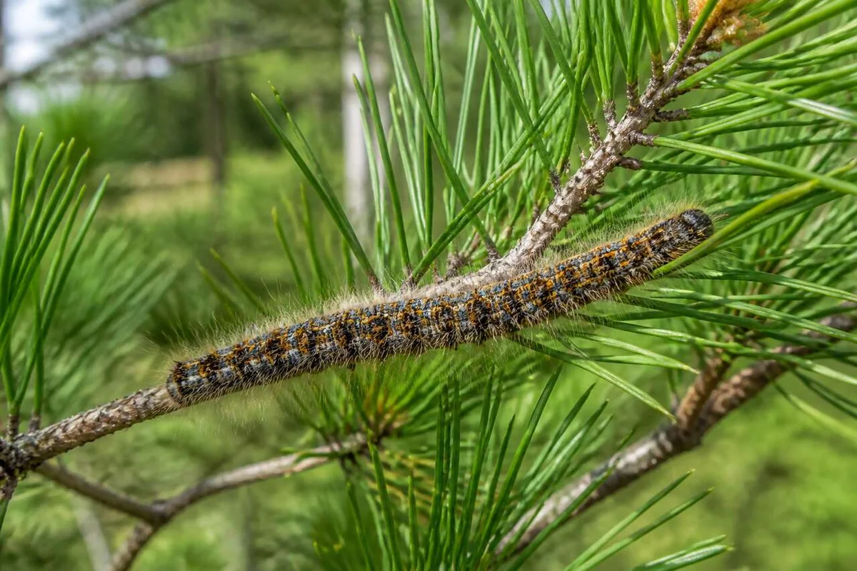 Identifying and Managing the Threat of Processionary Caterpillars