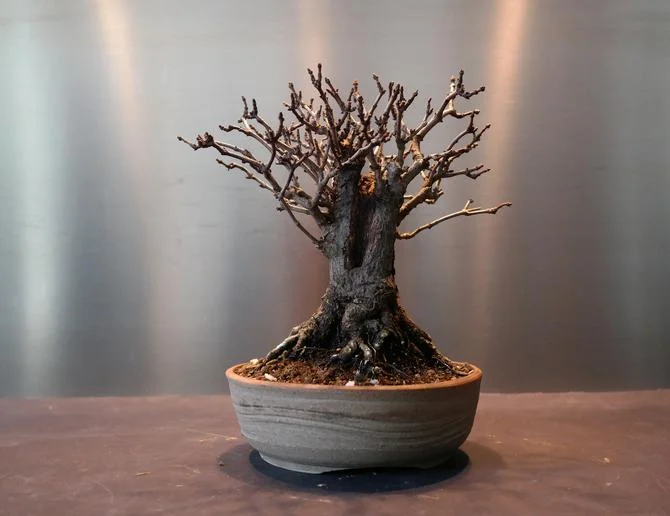 Why Your Bonsai is Shedding Leaves and How to Help