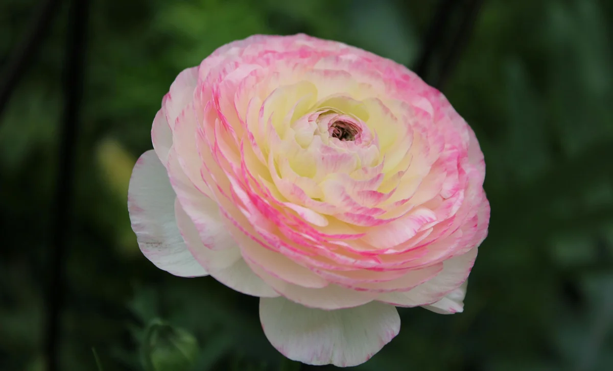 The Ranunculus: A Flower That Brings Spring to Your Pots