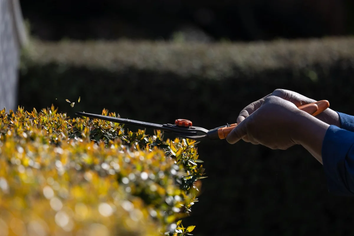 Choosing the Right Tools for Pruning Your Hedge