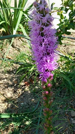 Liatris: A Vertical Addition to Your Garden