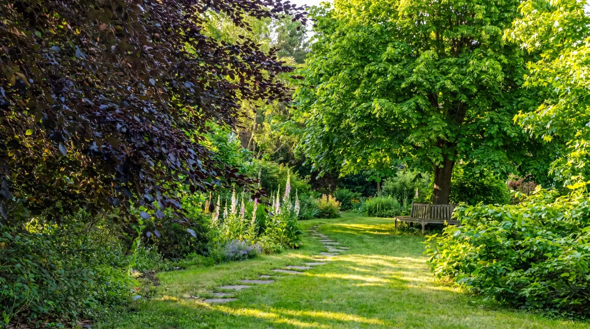 Creating a Forest Garden: The Best Plants for Your Green Sanctuary