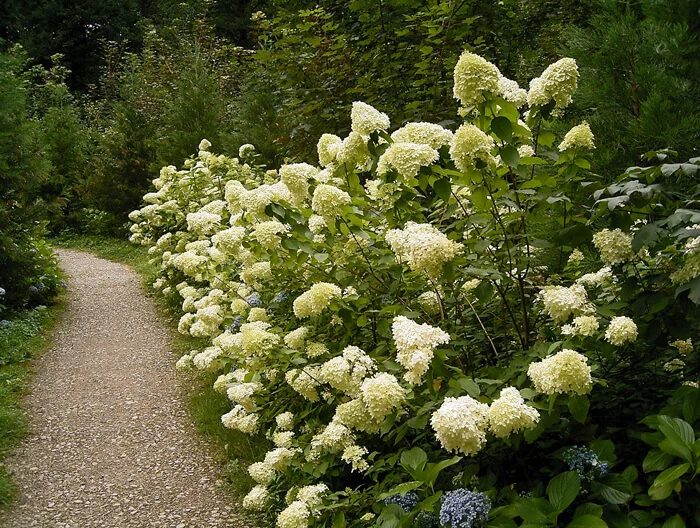 Caring for Peegee Hydrangea: A Guide to This Spectacular Panicle Hydrangea