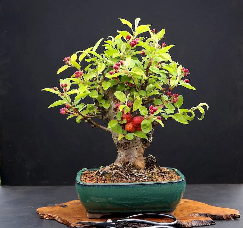 Bonsai Malus (Apple Tree) - Care Guide