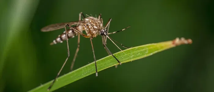 Natural Ways to Keep Mosquitoes at Bay