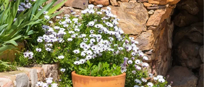 Dimorphoteca Care - Cape Daisy