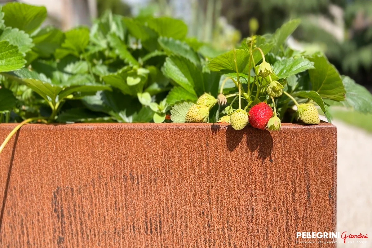 Elevated Garden Beds: A Stylish and Practical Solution