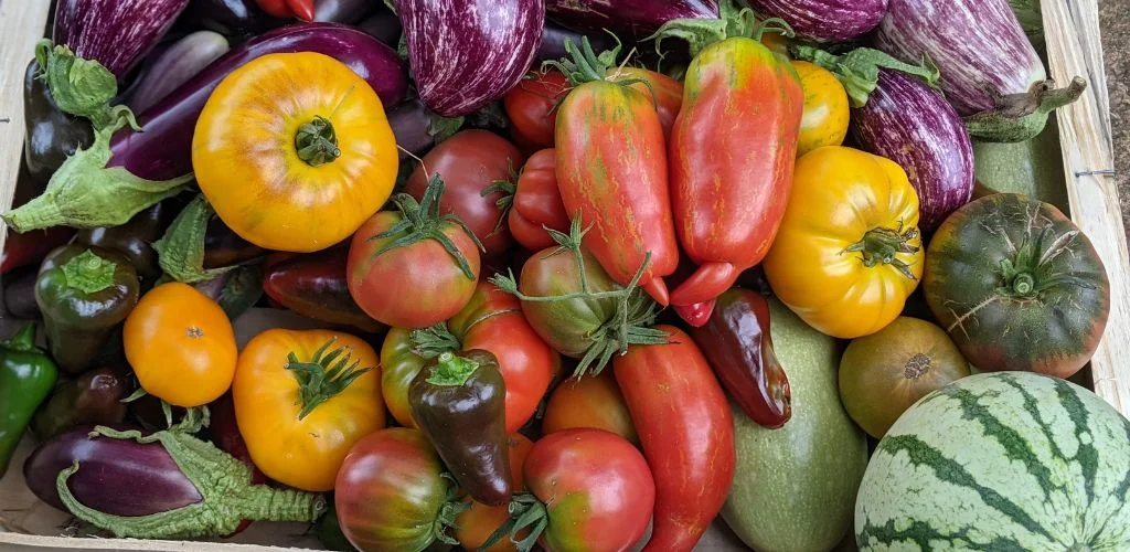 Permaculture Calendar: August Activities for Your Garden