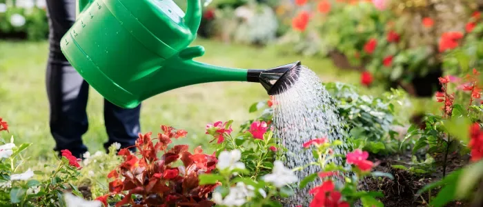 Effective Summer Watering Techniques for Your Garden