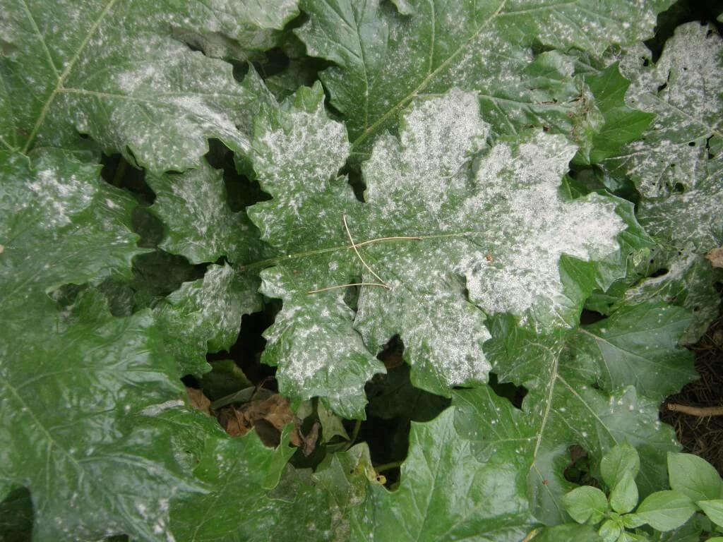 Understanding Garden Pests and Diseases