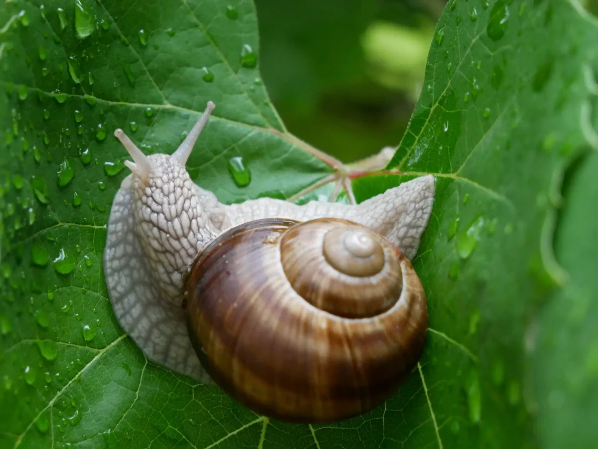 Fascinating World of Snails – 10 Intriguing Facts