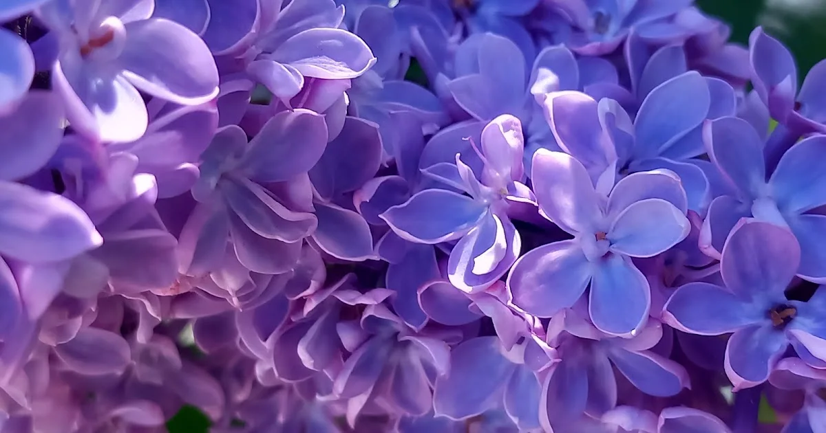 Exaltation of the Lilacs, Villaviudas