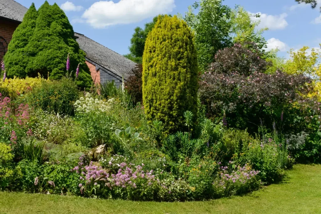 Planting, Caring for, and Winterizing Yews