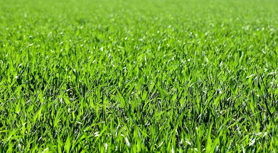 How to Choose the Right Lawn Grass - A Comprehensive Guide