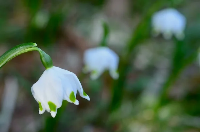 Busy Start to Spring | Wild Gardening
