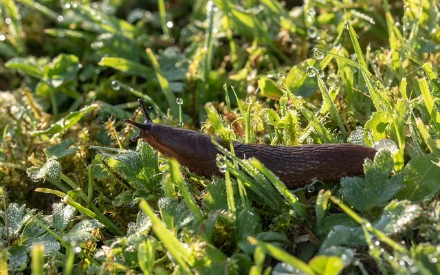 Managing Slugs in Permaculture Gardening