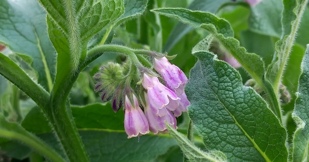 In Gardening, at Least Since the Middle Ages