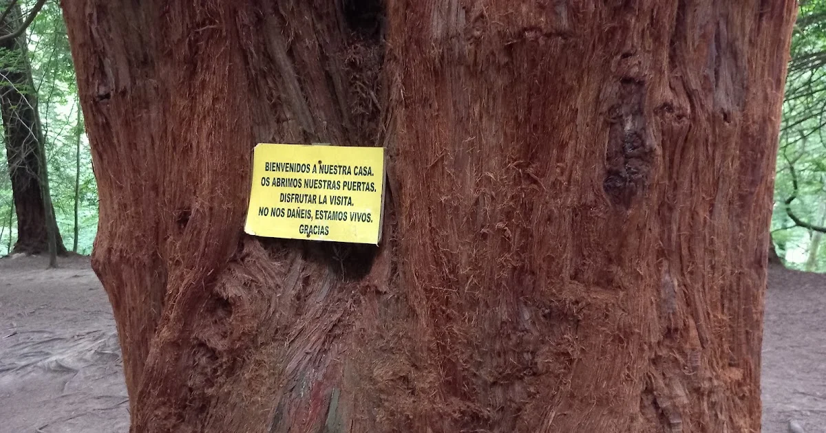 The Consequences of Popularity in Nature: The Case of the Cabezón de la Sal Sequoia Forest