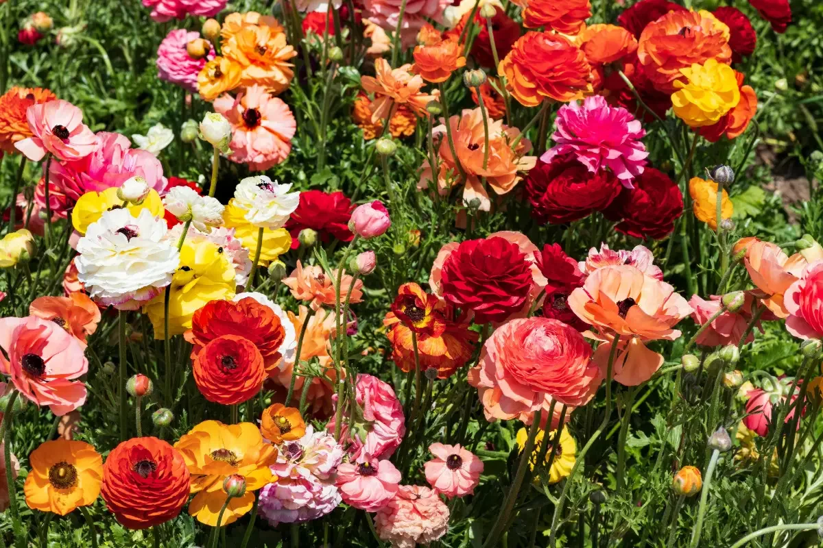 How to Plant, Care for, and Propagate Ranunculus