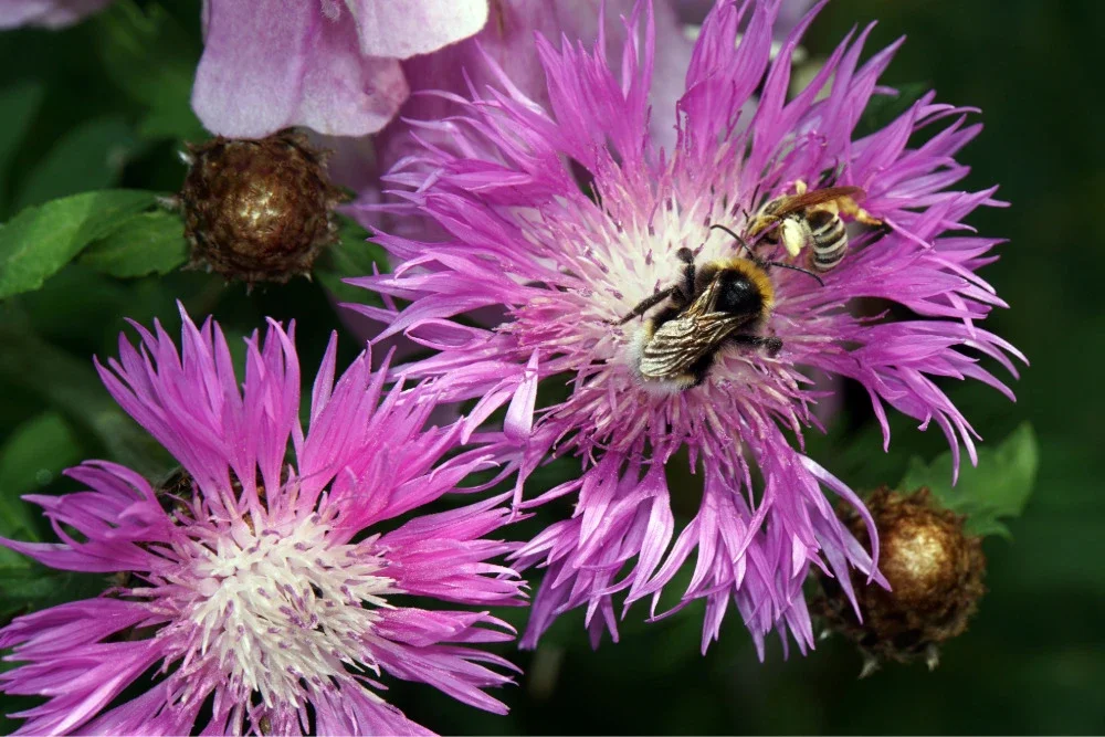Growing, Caring for, and Propagating the Two-Colored Centaurea