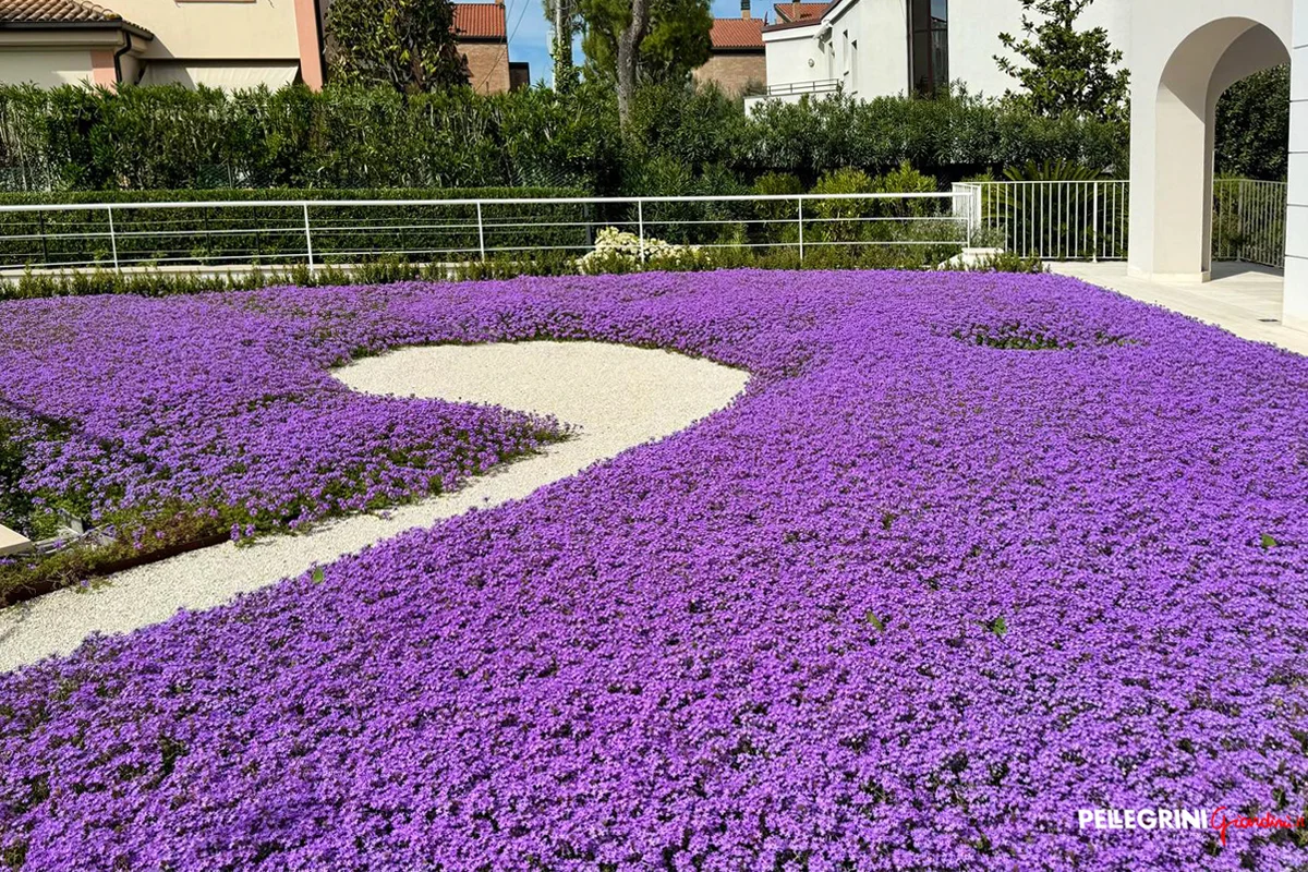 Verbena Hybrida: A Sustainable Alternative to Traditional Lawns