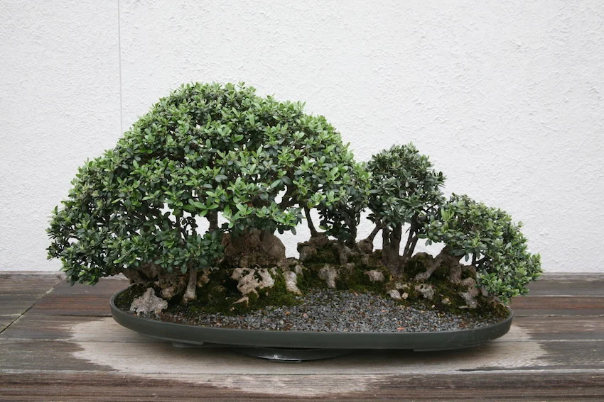Guide to Olive Bonsai Care - Olea Europaea