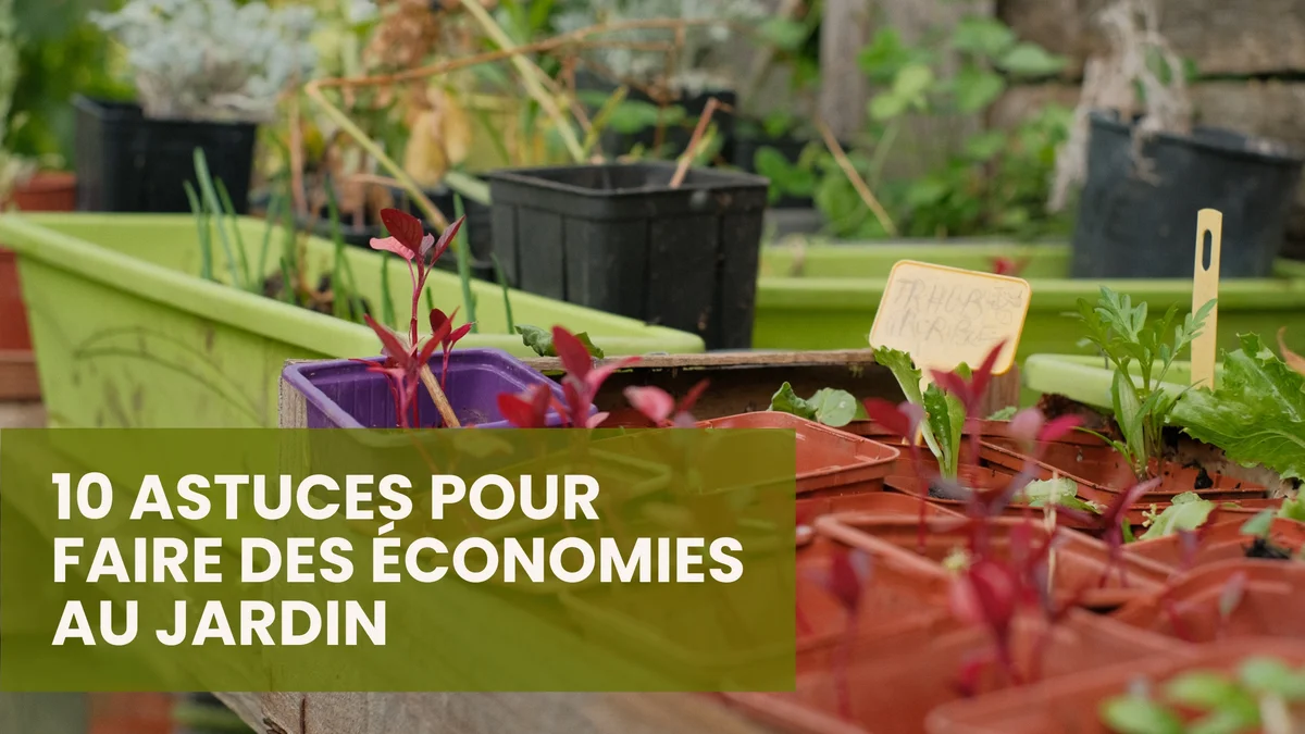 10 Tips for Budget-Friendly Gardening