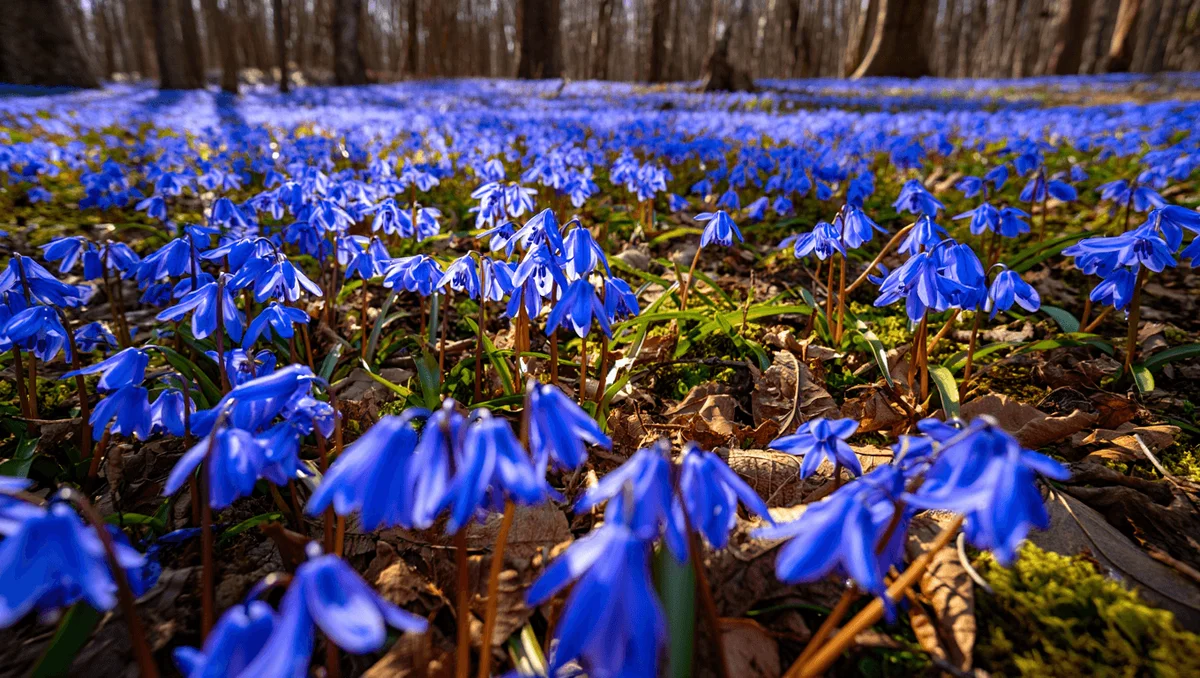 How to Identify and Cultivate Bluebell (Hyacinthoides non-scripta)