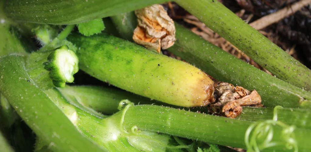 Why Are My Zucchini Turning Yellow and Rotting?