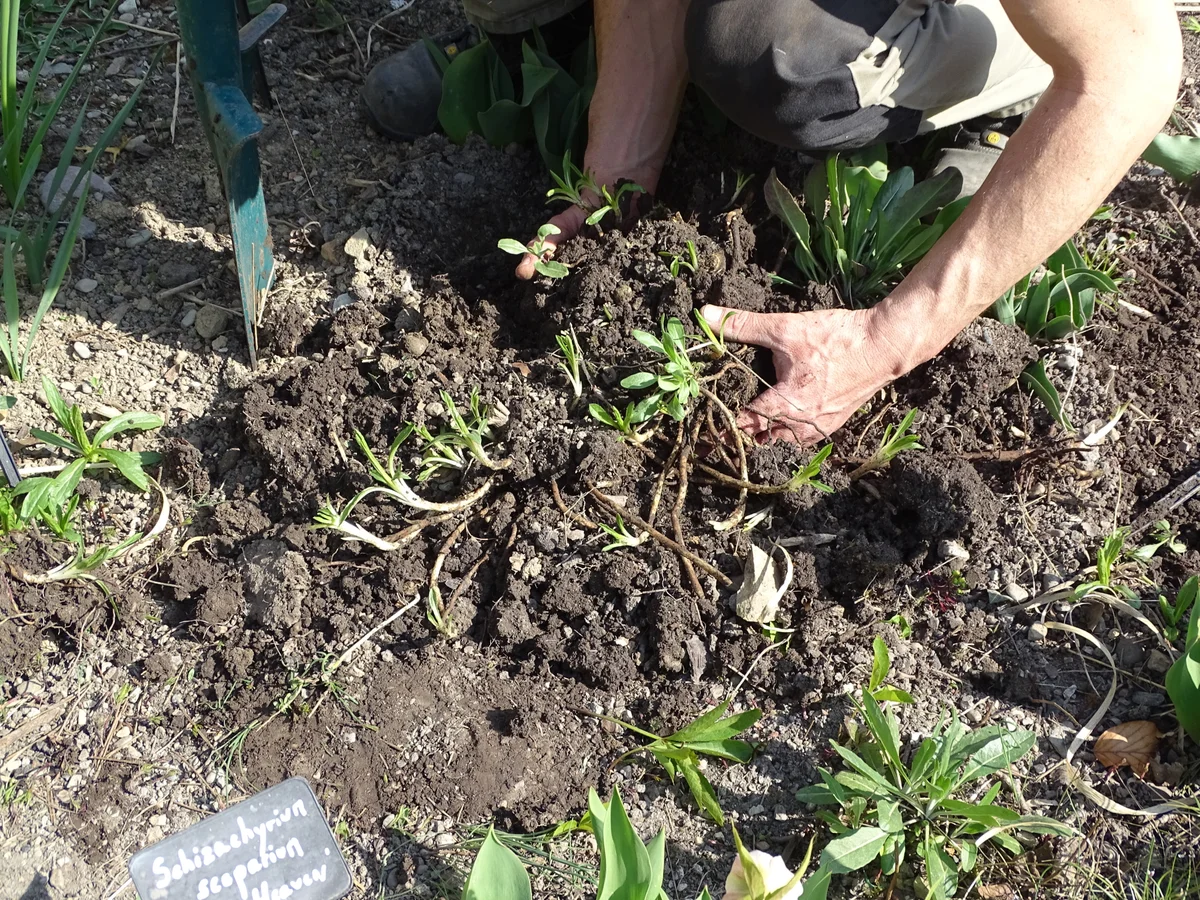 Year-Round Care for Perennial Plants