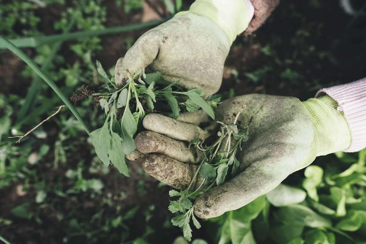 Smart Gardening: How Technology is Transforming Our Gardens