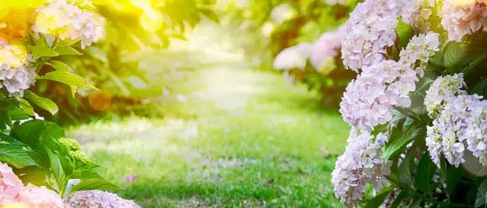 Essential Tips for Preparing Your Garden for Summer Heatwaves