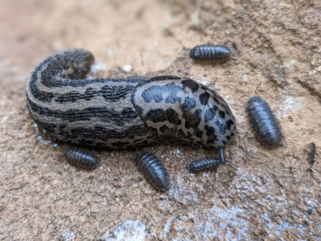 The Leopard Slug: Nature's Garden Helper