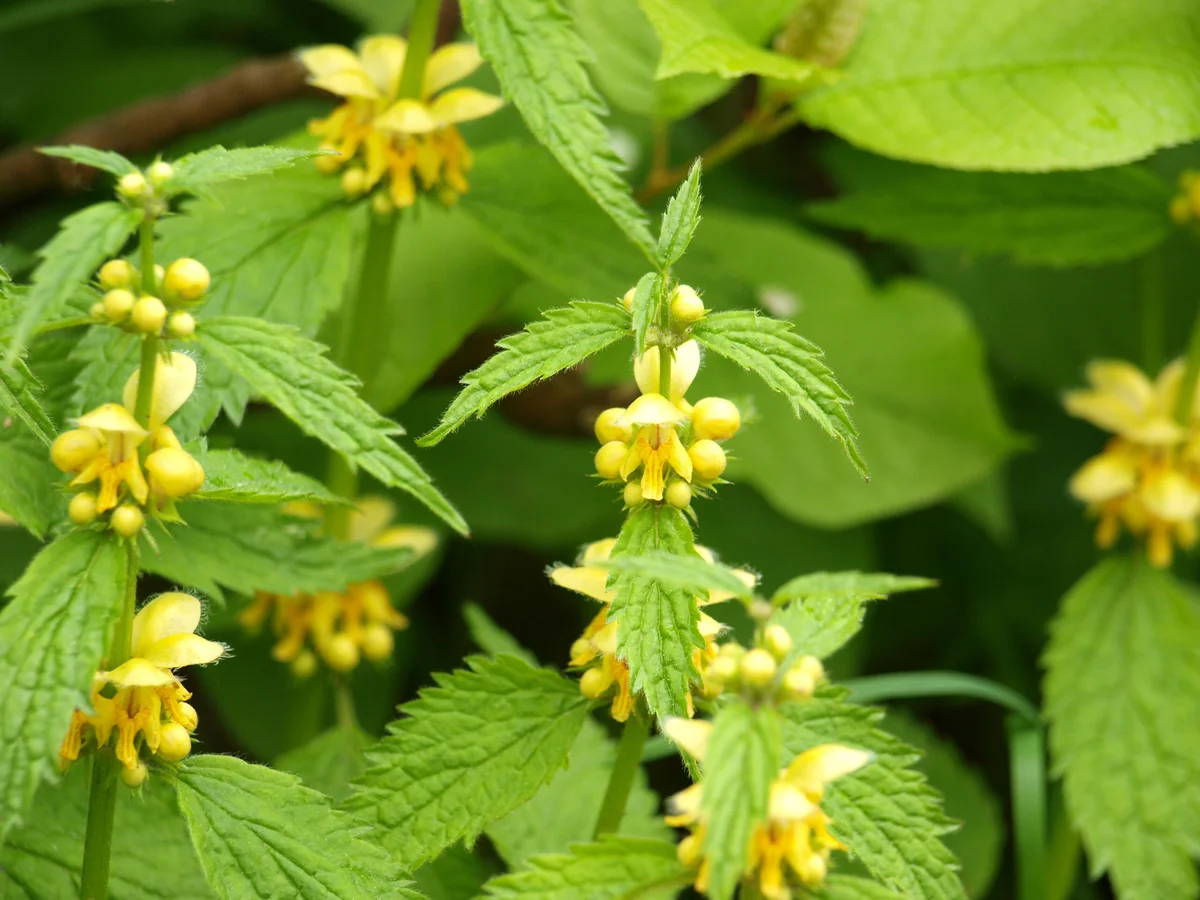 Ground Covers for Shade – 10 Resilient Plants for Your Garden