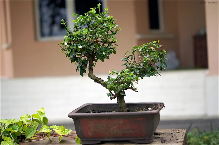 Essential Beginner's Guide to Bonsai Care
