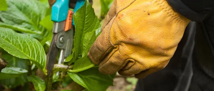 Autumn Care for Hydrangeas: Pruning and Tips