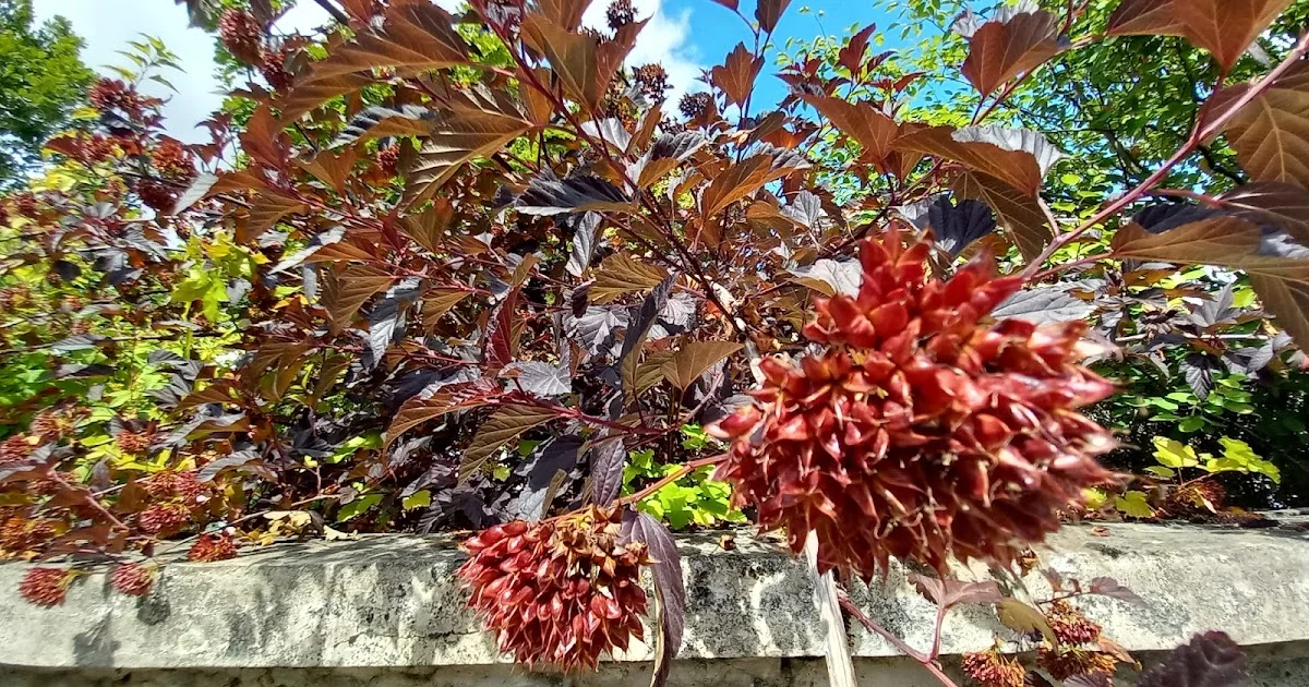 And Suddenly ...Physocarpus