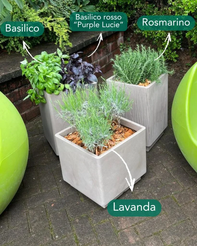 Cultivating Aromatic and Medicinal Plants in Pots: Beauty, Fragrance, and Utility