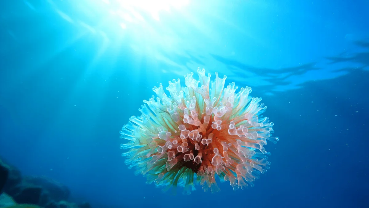 Lithothamne: A Calcium-Rich Algae with Benefits and Uses