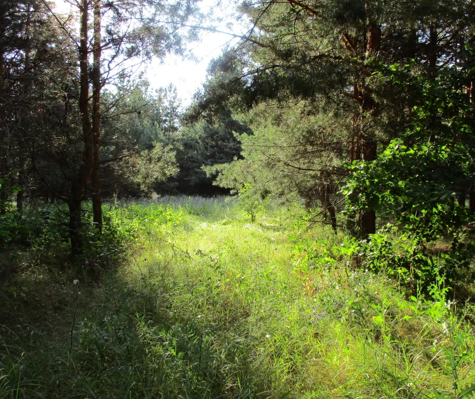 Creating a Productive Wild Corner in Your Garden