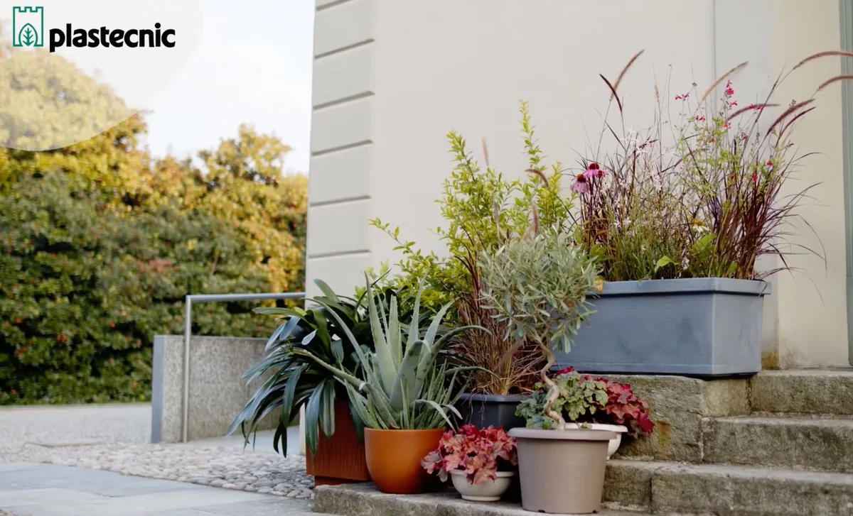 Repotting: When and How to Ensure Your Plants Thrive