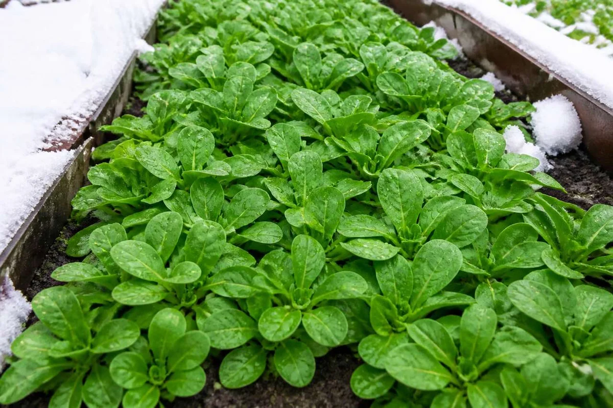 Growing Lamb's Lettuce in Winter: A Comprehensive Guide for a Productive Garden