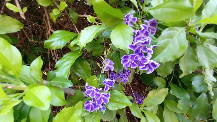 Abundant Blooming, Duranta