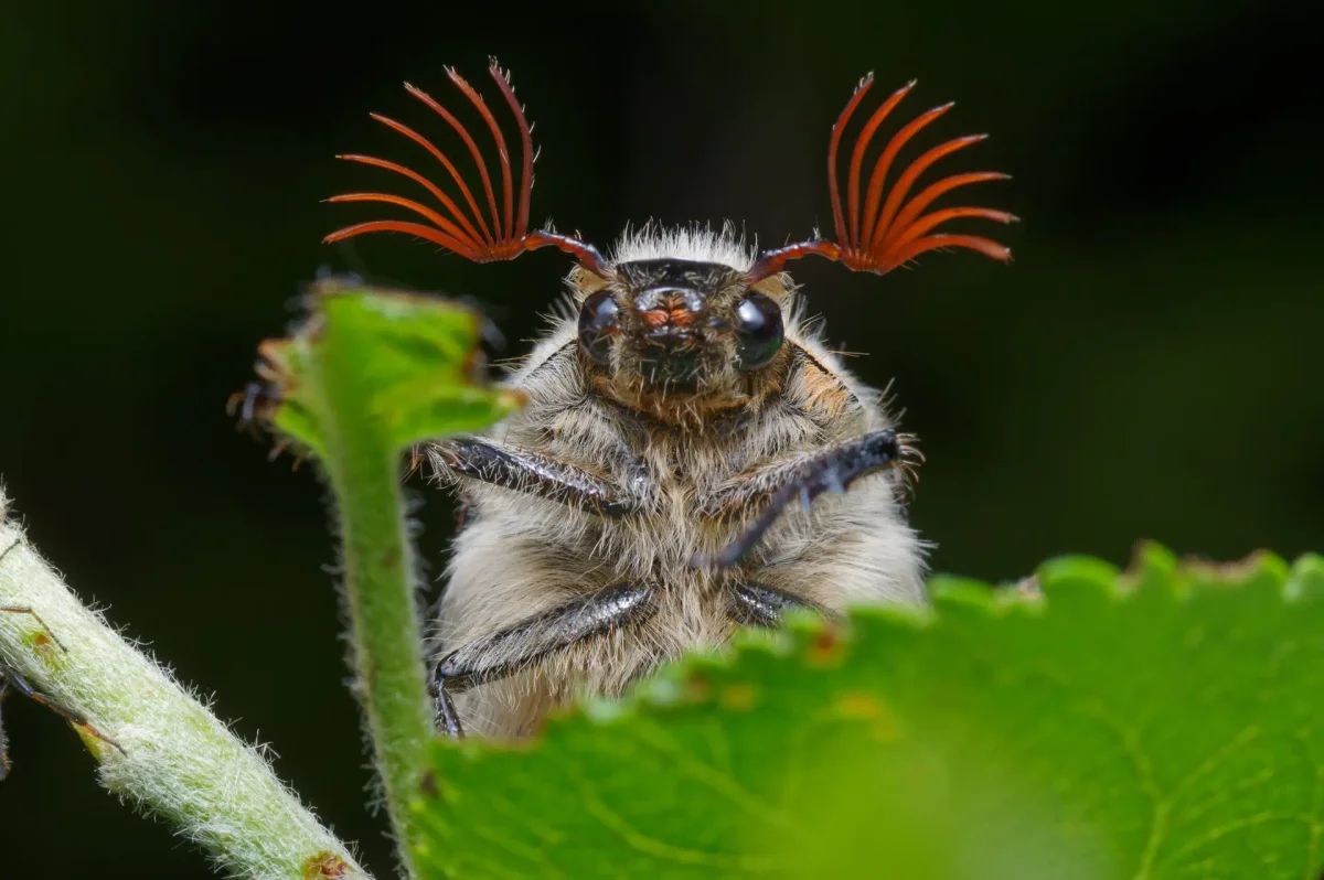 Understanding the May and June Beetles in Your Garden