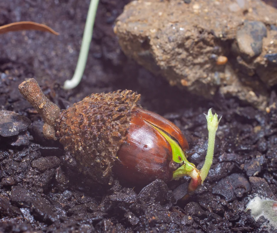 A New Perspective on Plants: From Background to Vitality