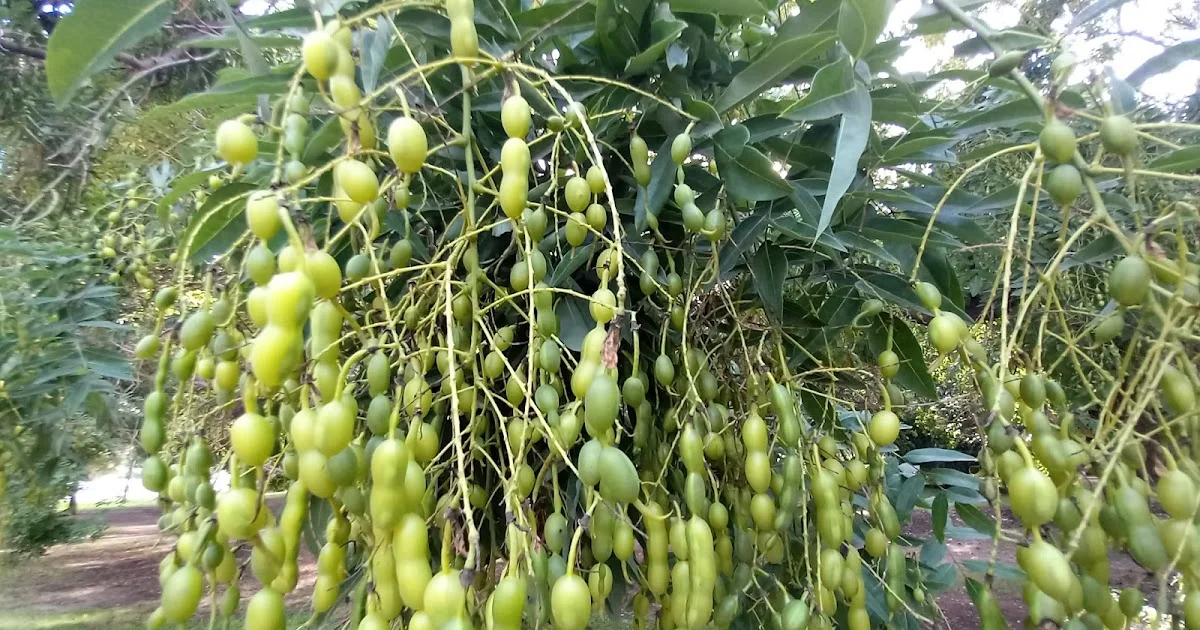 The Tree of 'Chorizos'