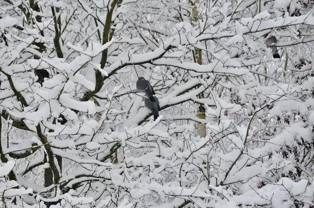 Really Winter | Wild Gardening
